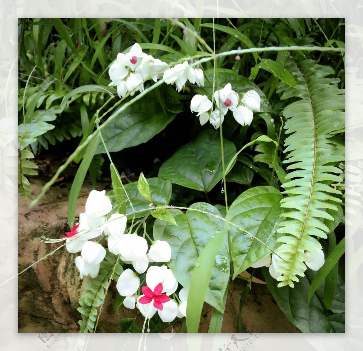 铃兰野生花卉摄影