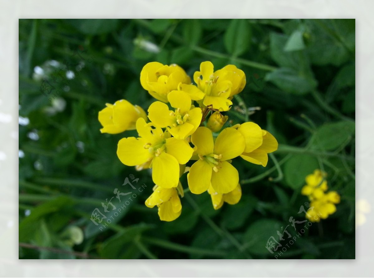 黄色油菜花