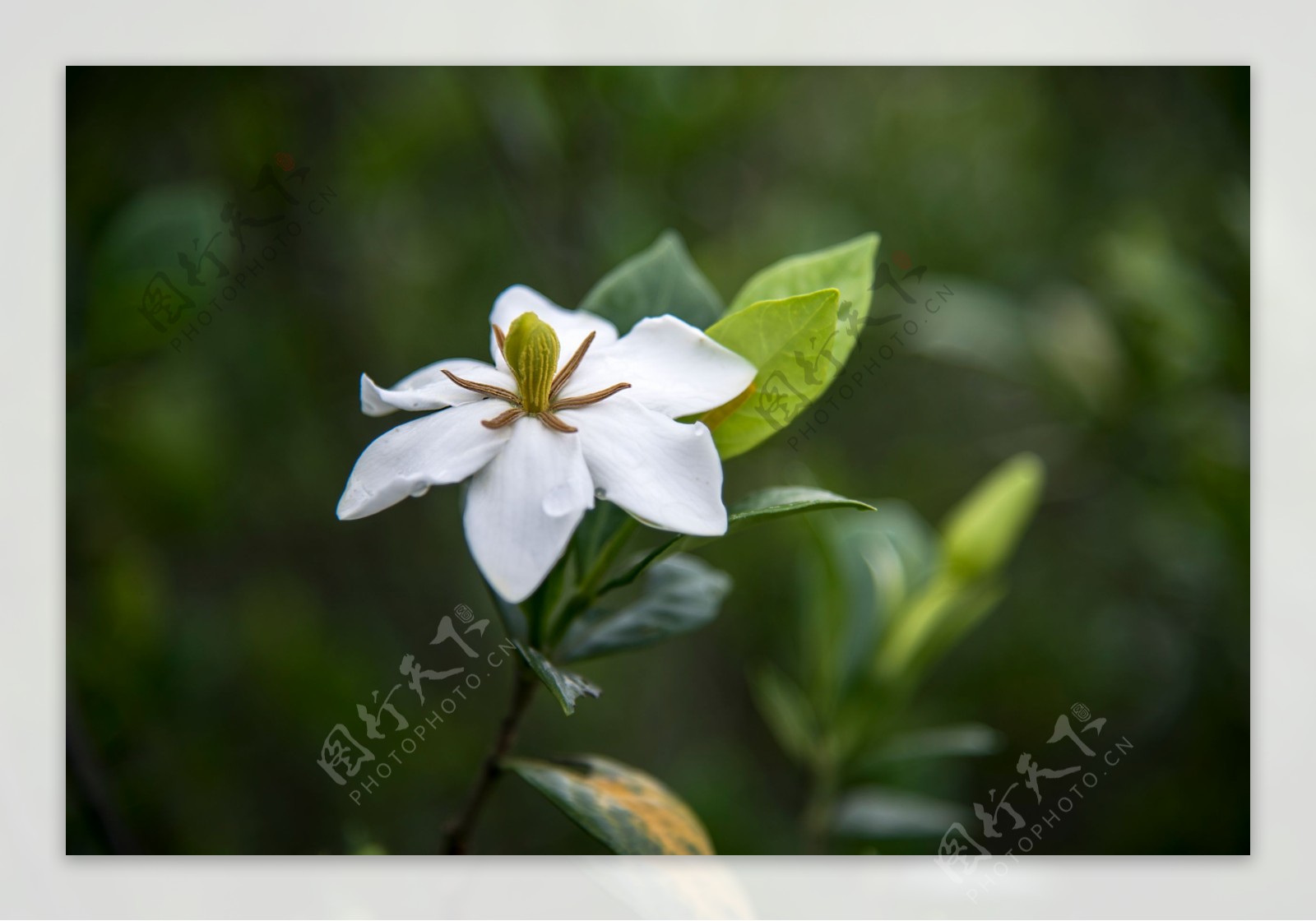 栀子花