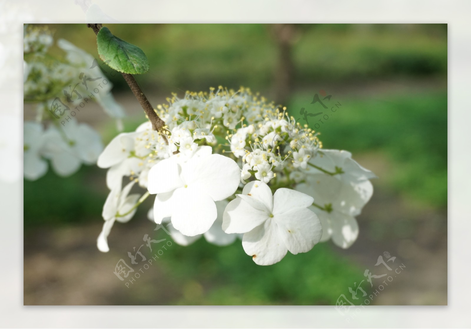 扬州市花白色琼花