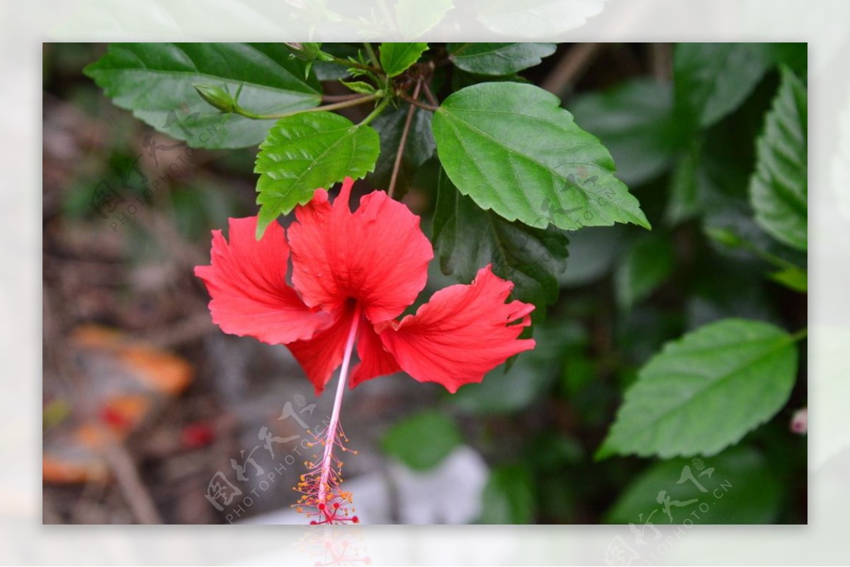 扶桑花