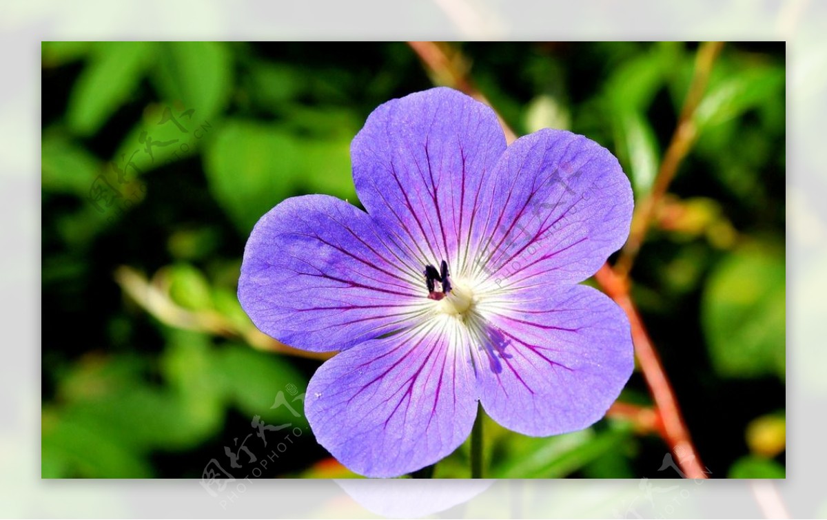 五瓣紫色花