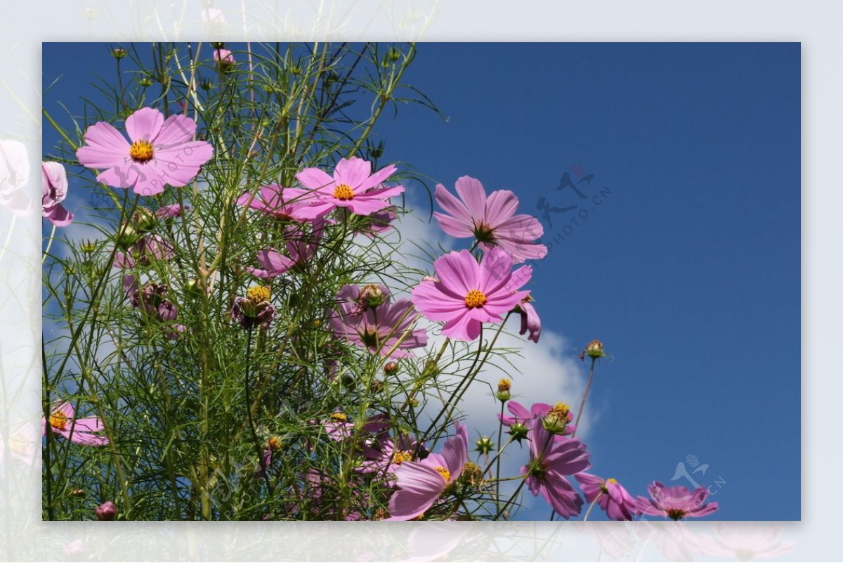 格桑花