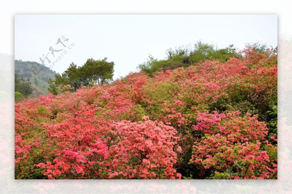 云雾山杜鹃花