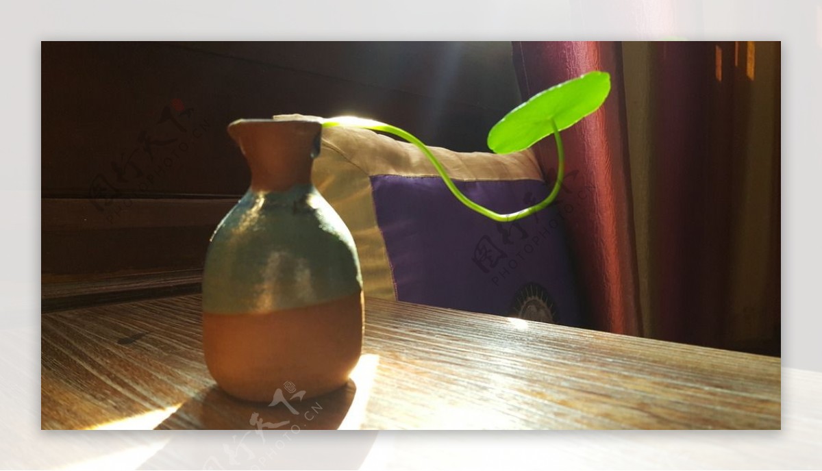 陶瓶种莲