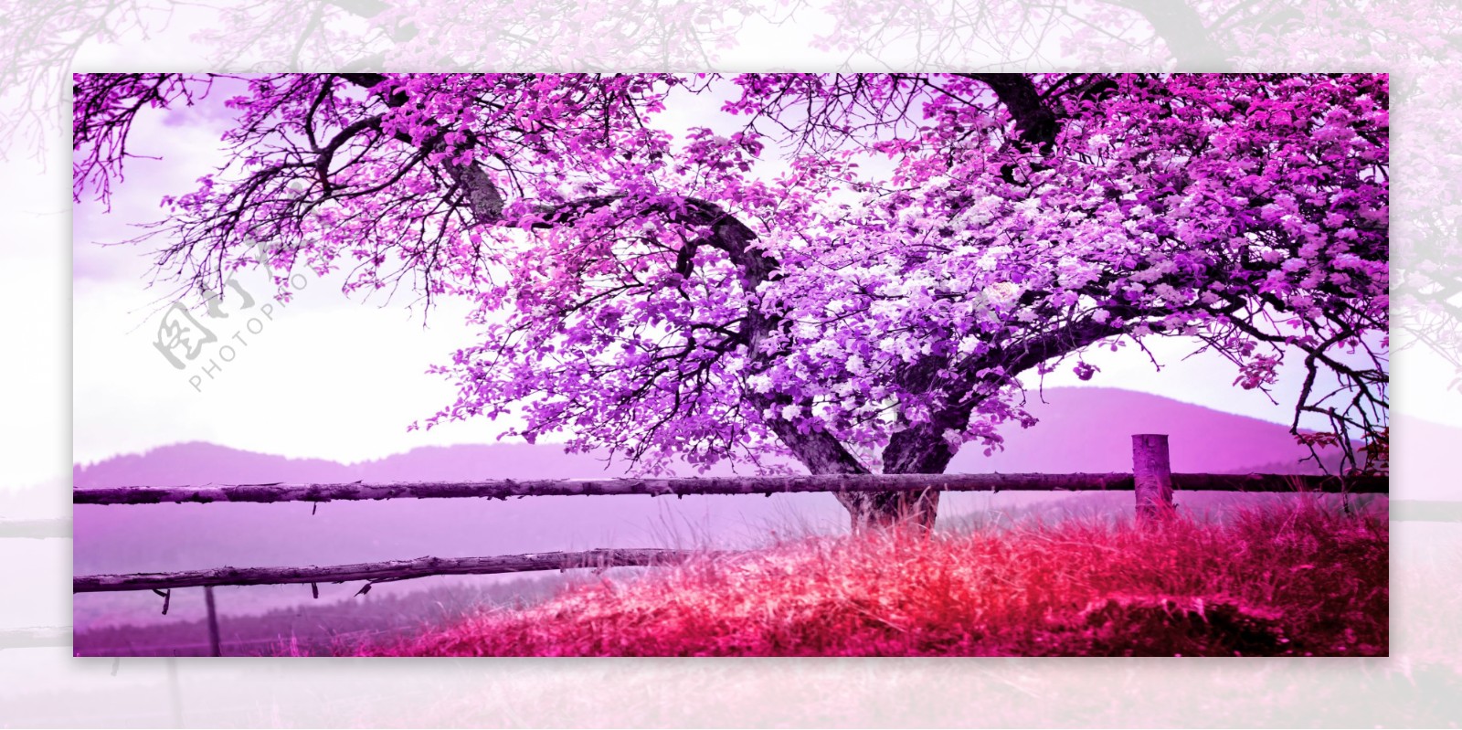 紫色大树