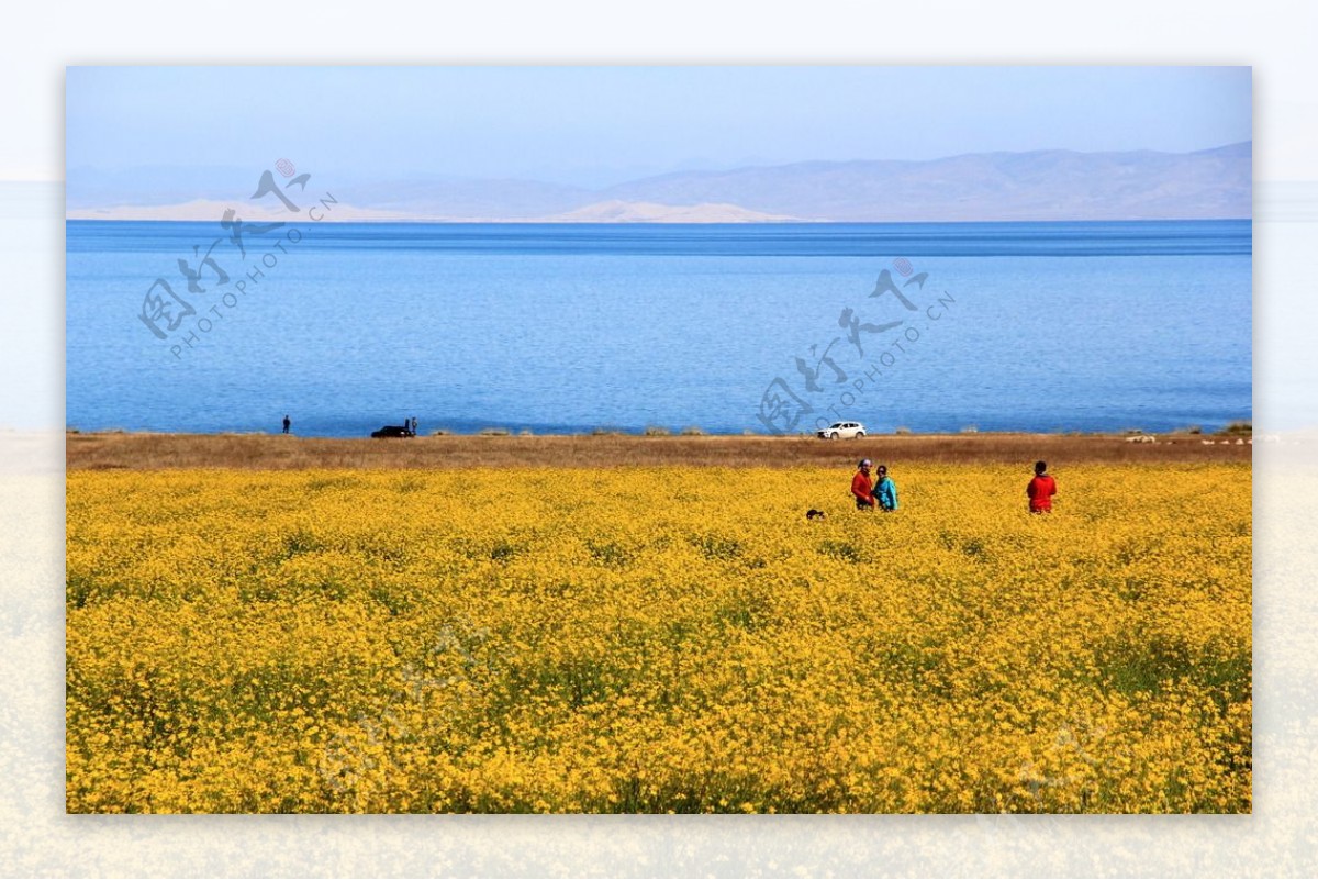 青海湖油菜花