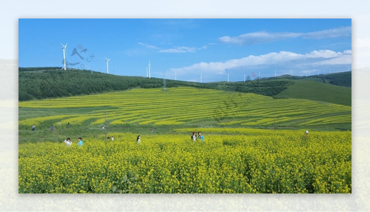 草原天路油菜花