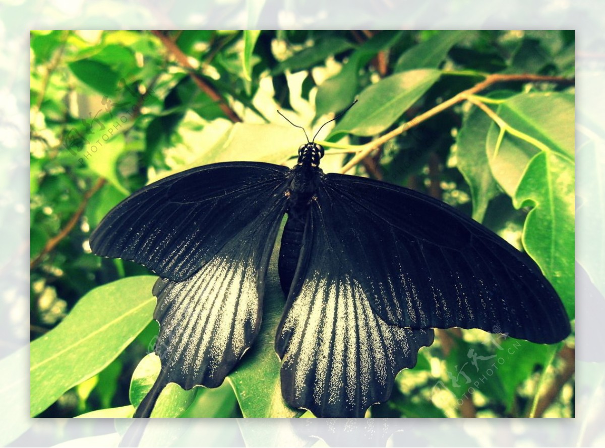 黑蝴蝶