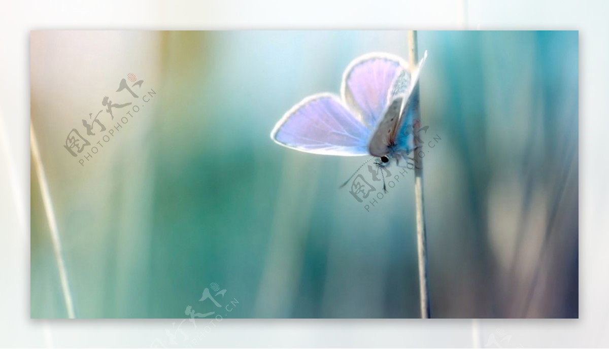 蓝色背景蝴蝶
