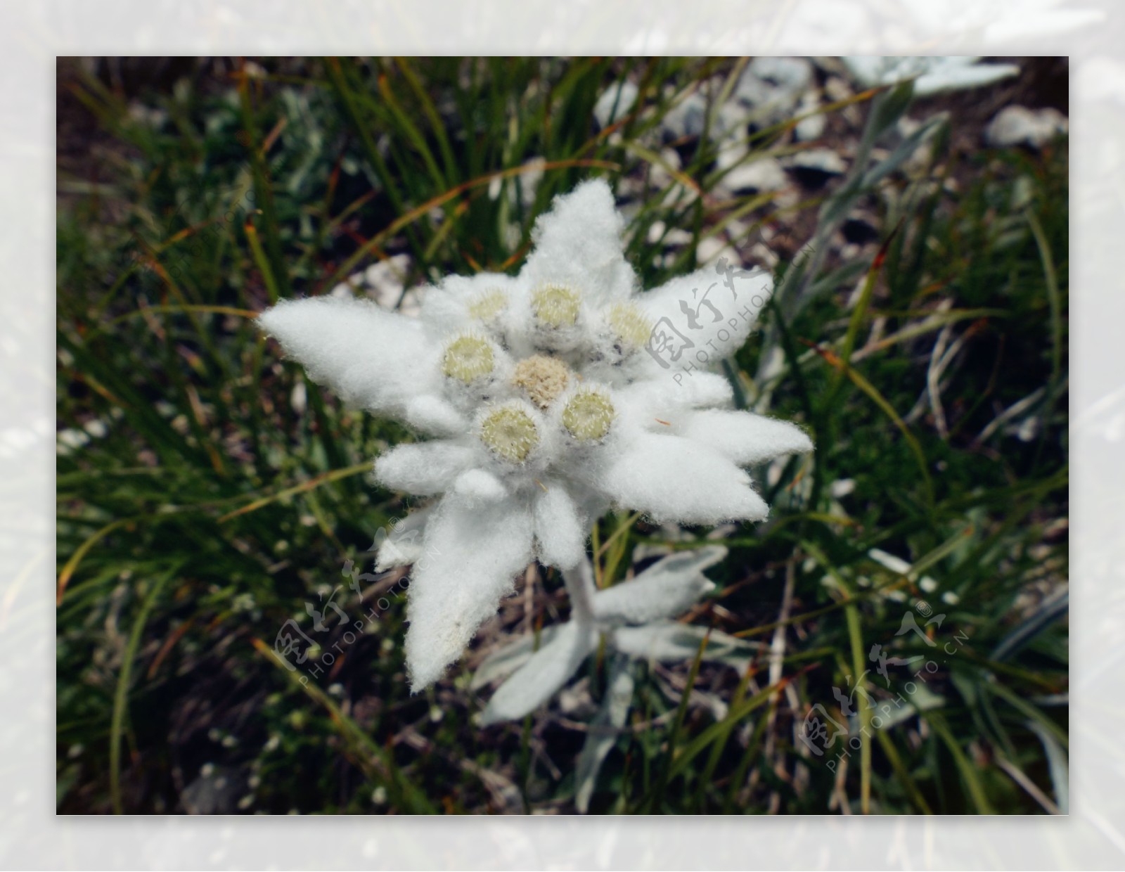 唯美雪绒花