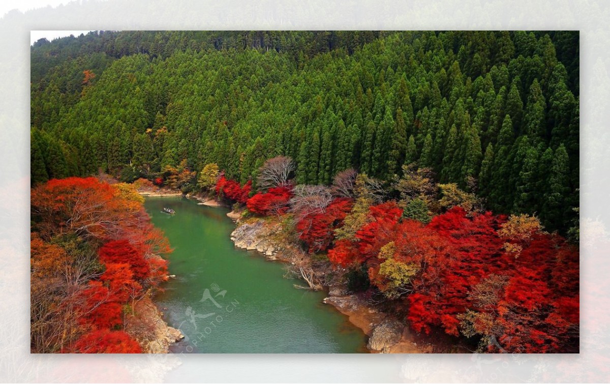 红枫叶