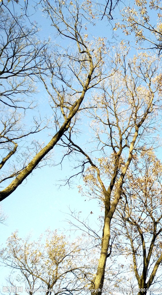 麻栎树风景图