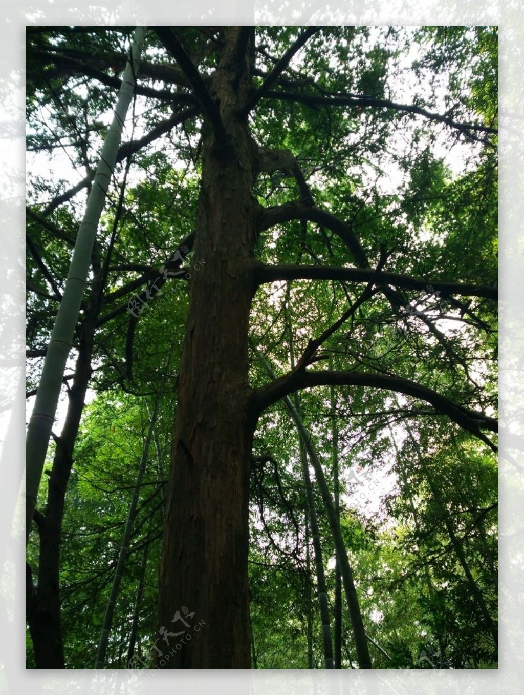 红豆杉:出名致富全靠“一棵树” - 三农致富经