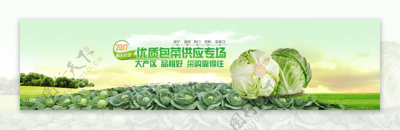 包菜专题banner