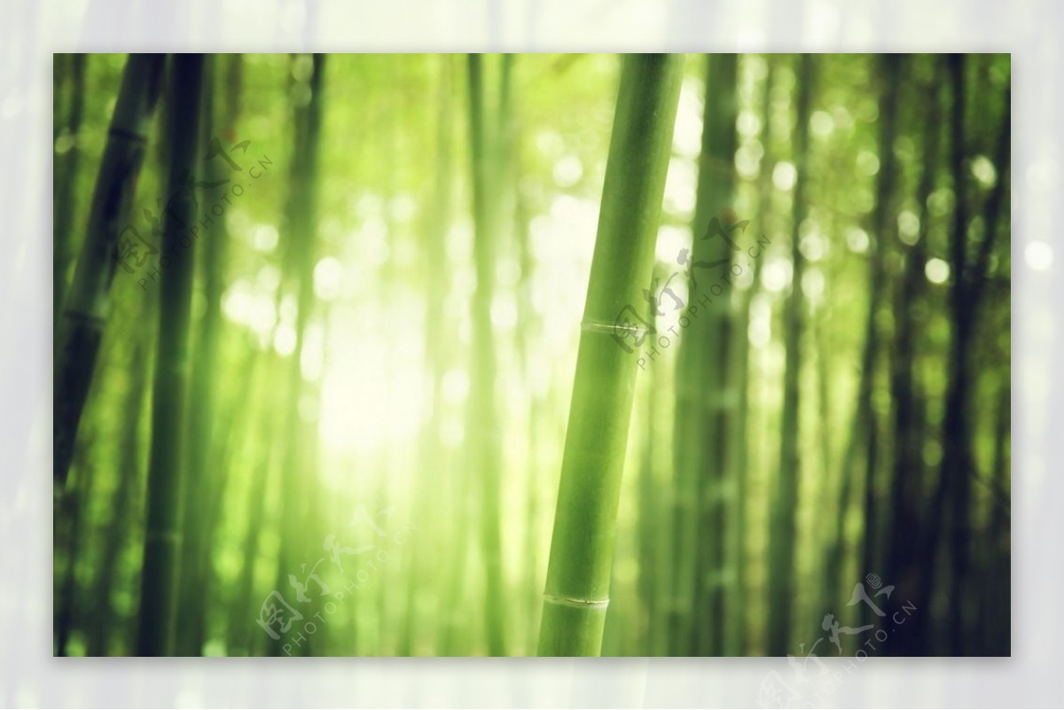 【竹林倩影摄影图片】福州国家森林公园人像摄影_绿水丹华的博客_太平洋电脑网摄影部落