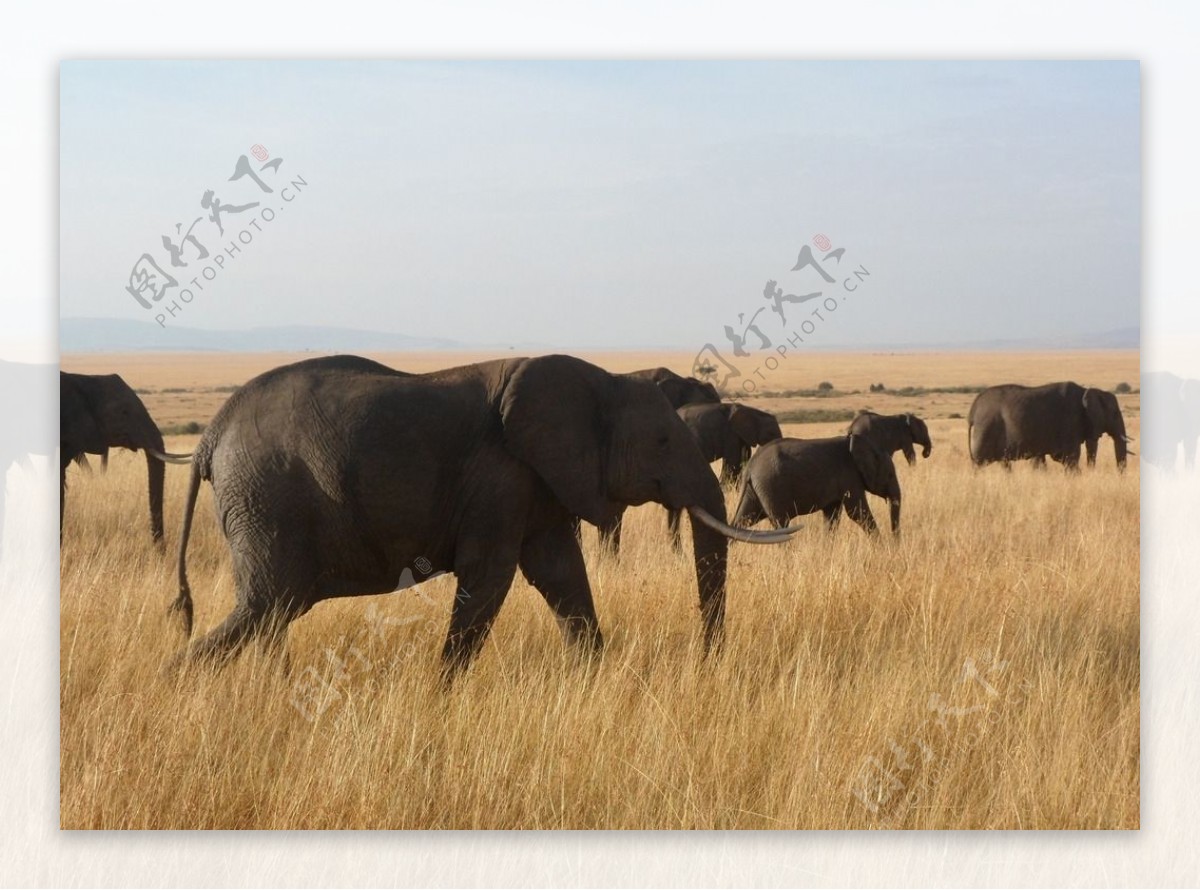 非洲大象群