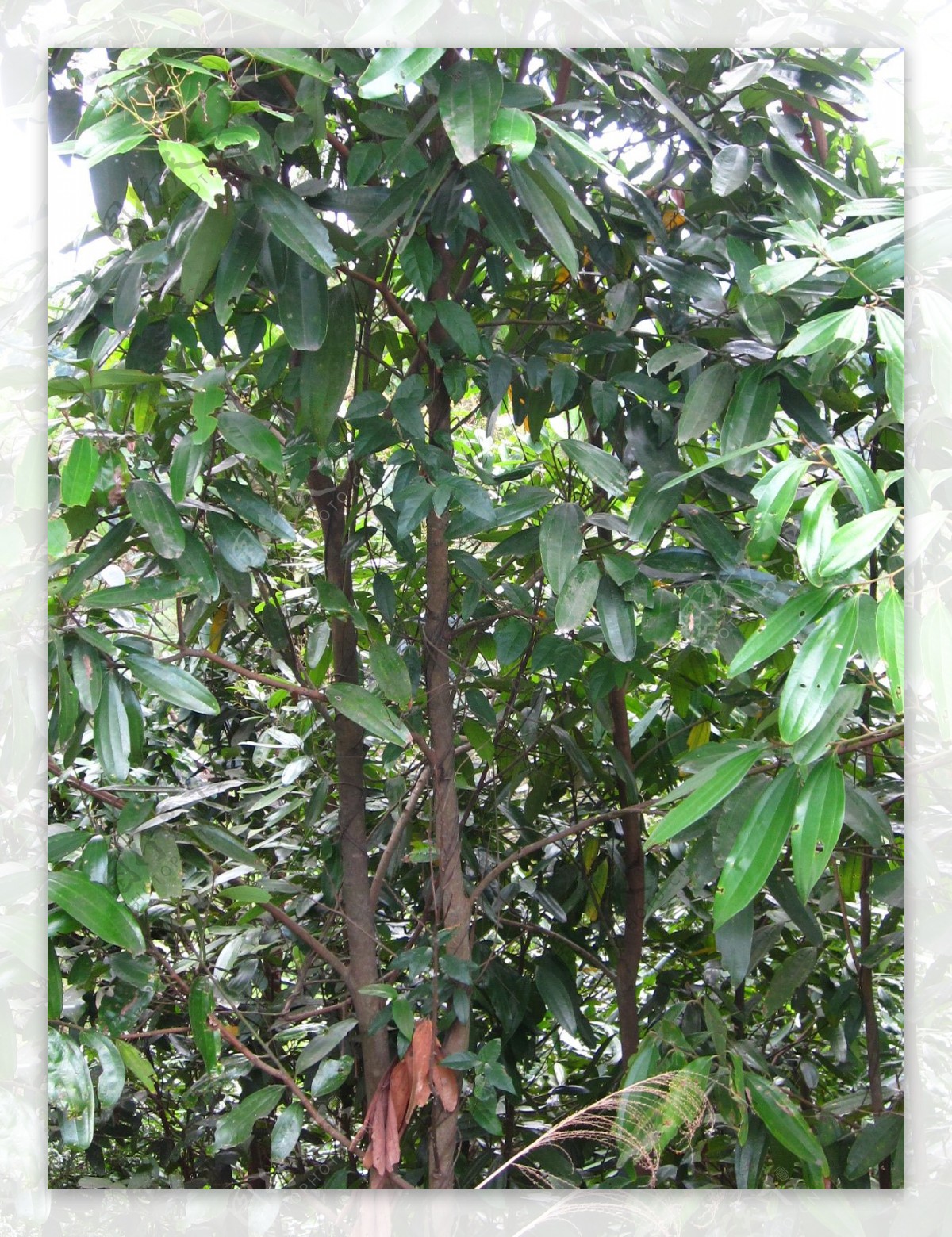 肉桂树
