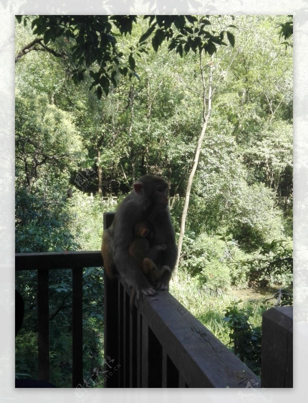 黔灵山公园的猴子