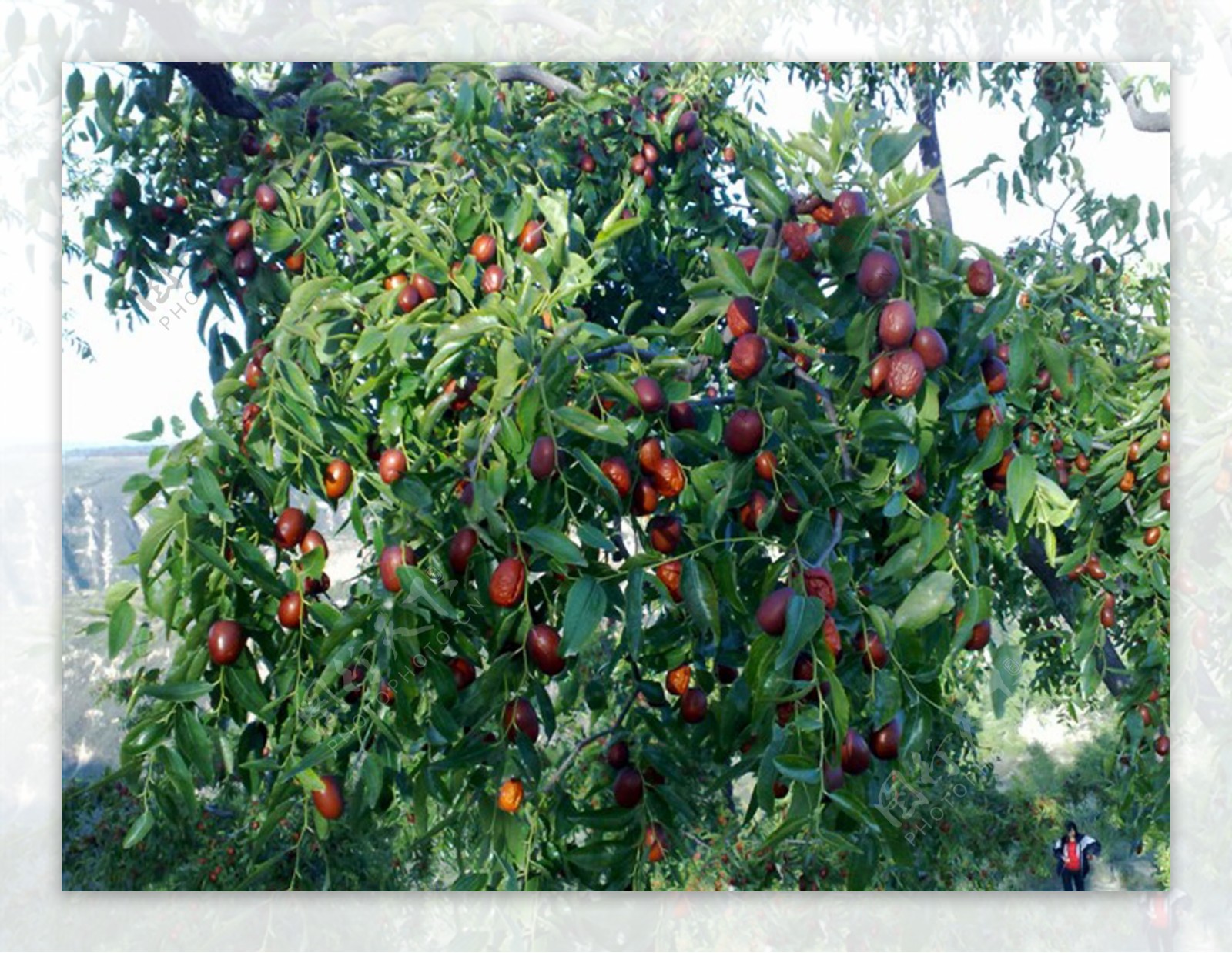 红枣枣树