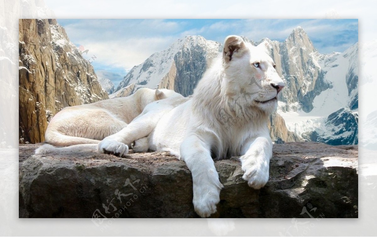 白狮子