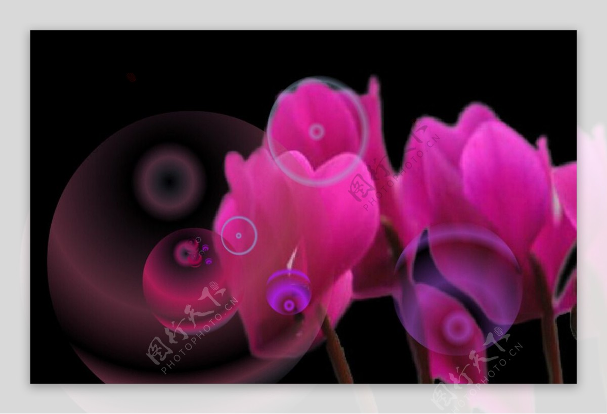 花卉动态背景视频