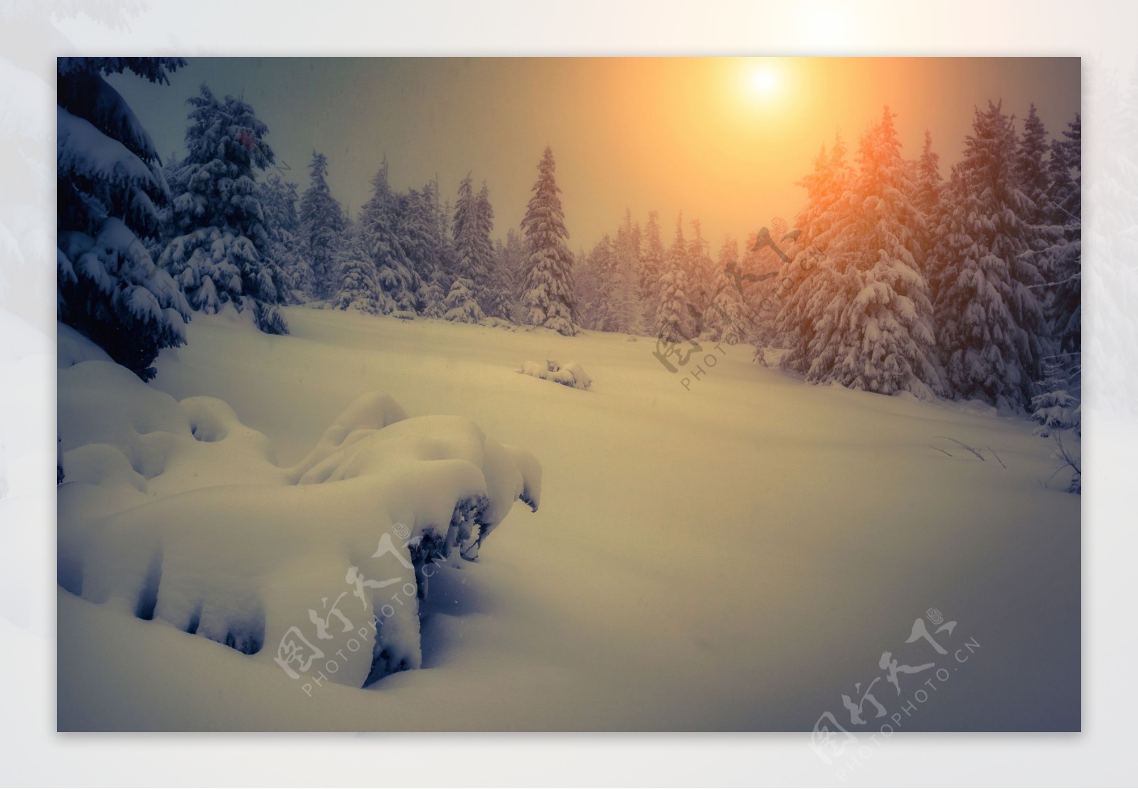 夕阳下的雪松林图片