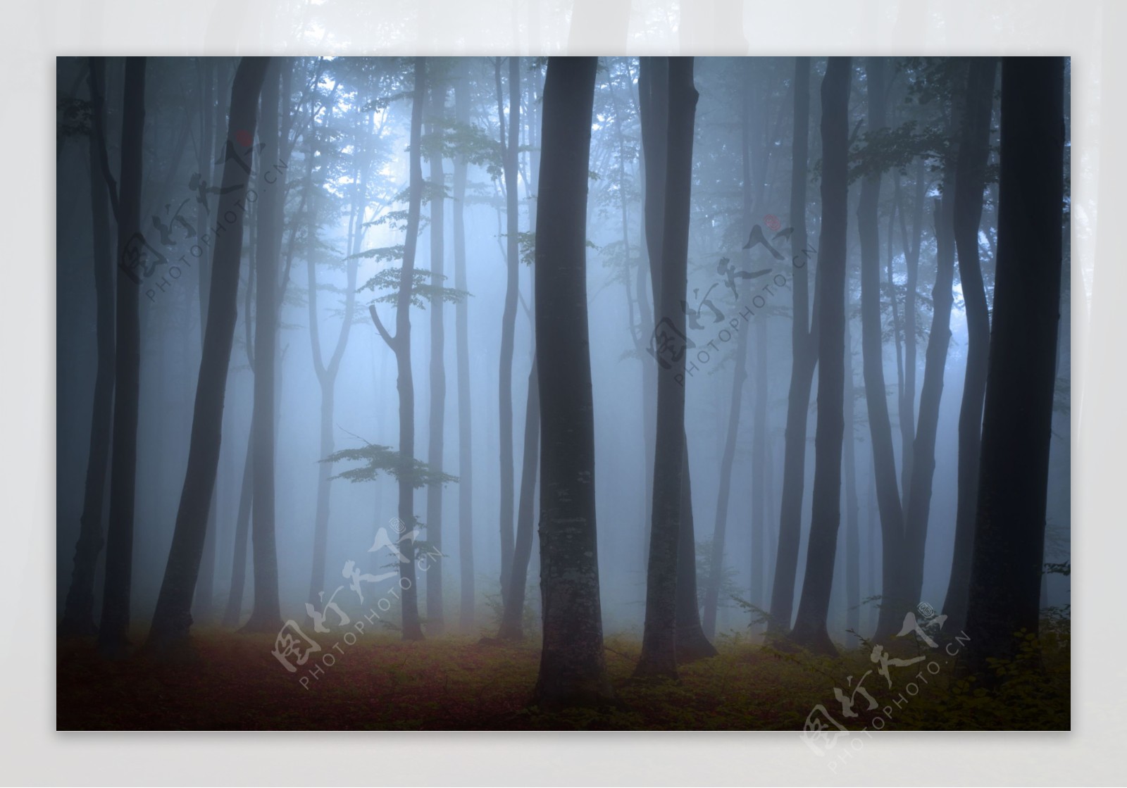 雾中树林图片