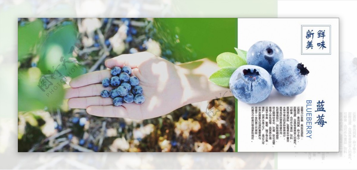 蓝莓宣传画册