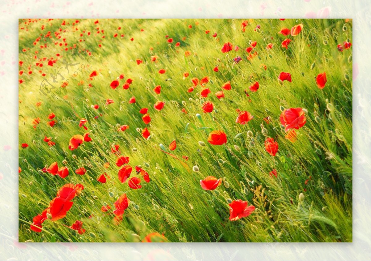 草丛中的红色小花自然风景图片