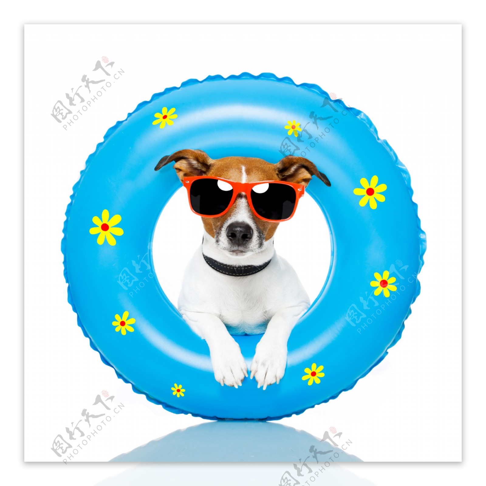 游泳圈中戴太阳镜的狗图片