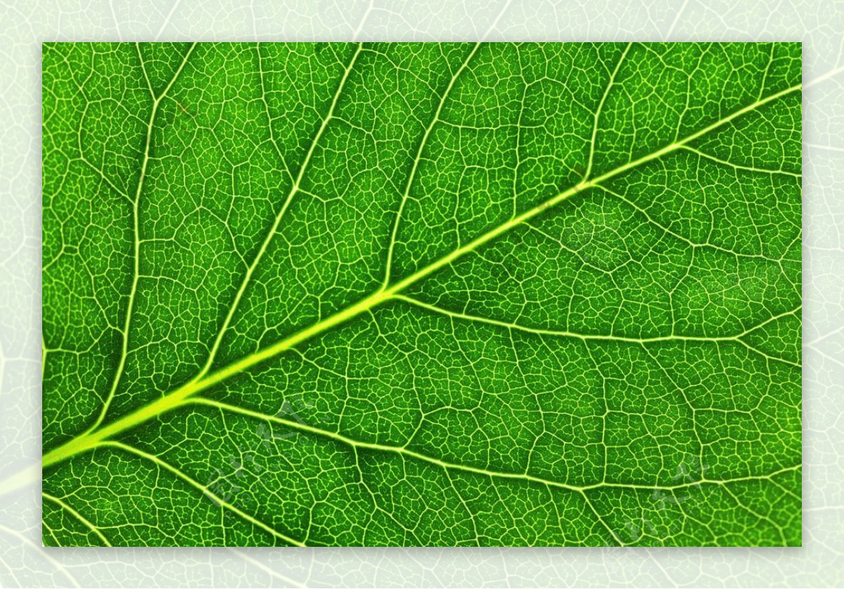 绿色叶子的纹理和叶脉图片