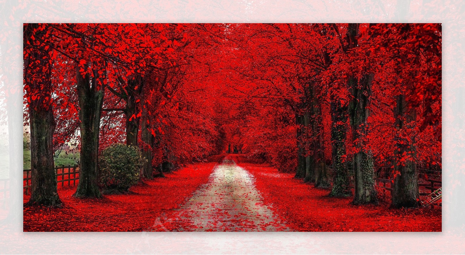 红色树林小路图片素材