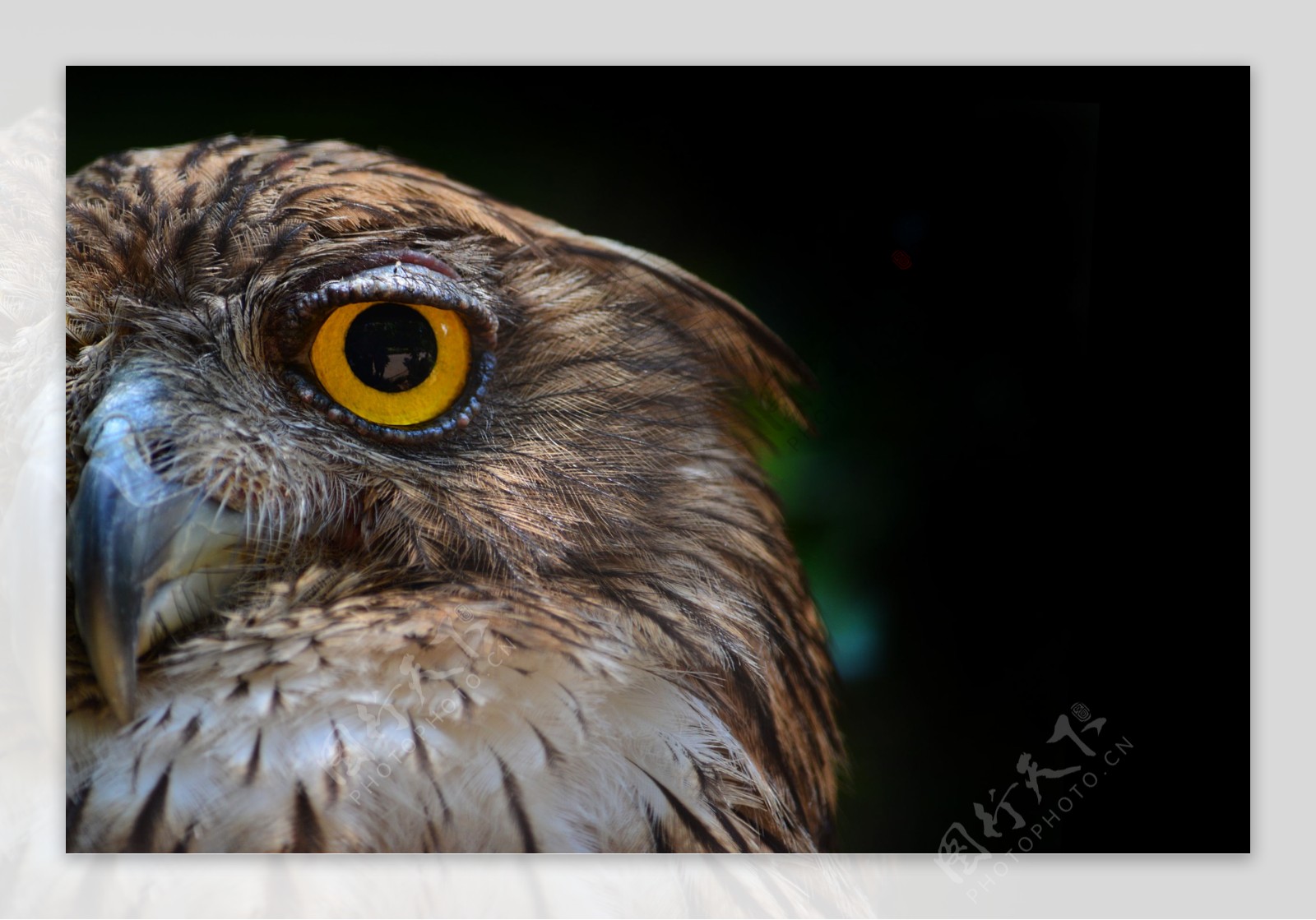 猫头鹰眼睛图片