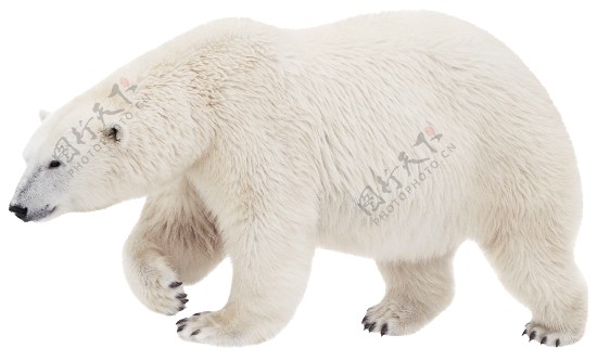 走路的白色北极熊免抠png透明图层素材