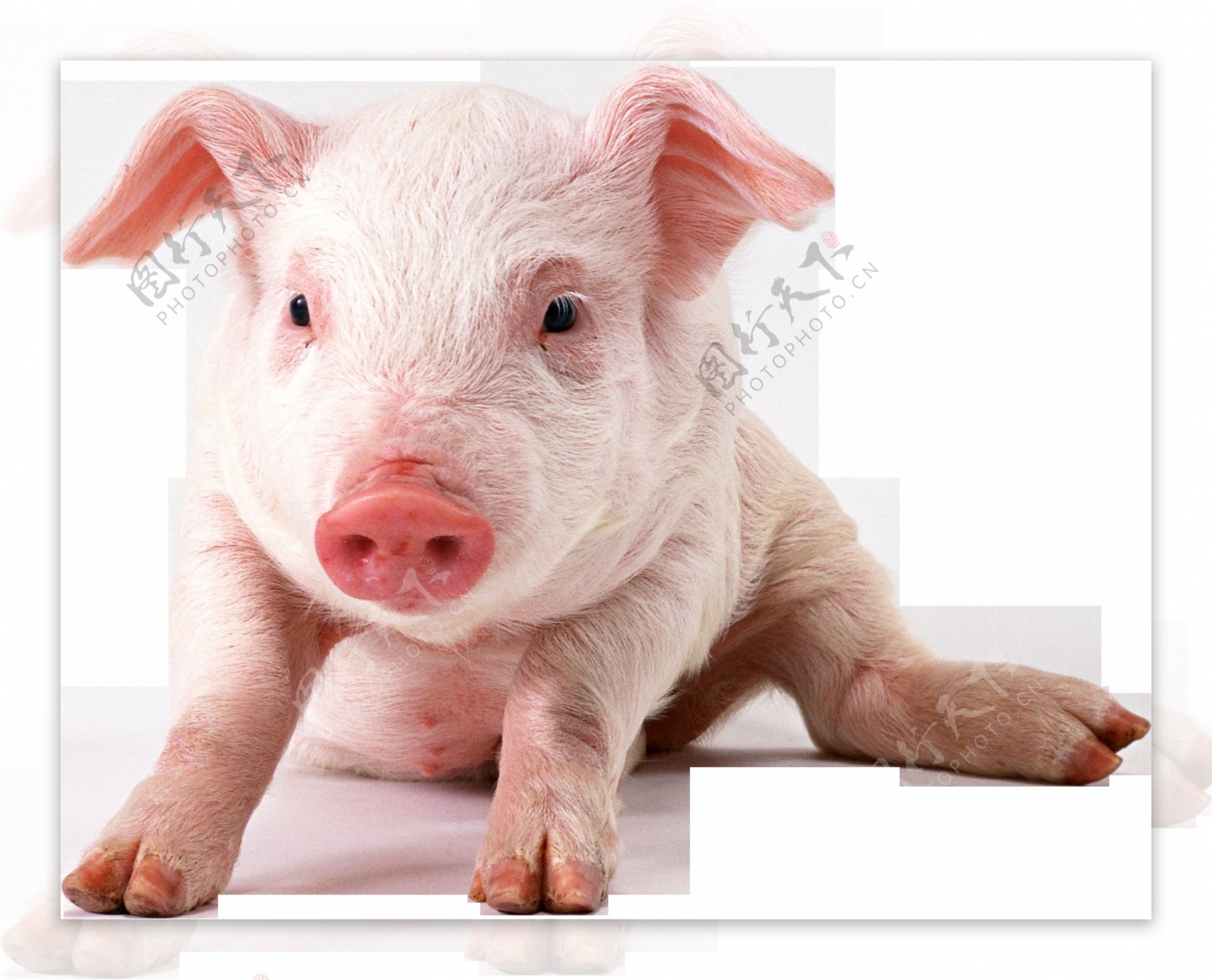趴地上的小猪免抠png透明图层素材
