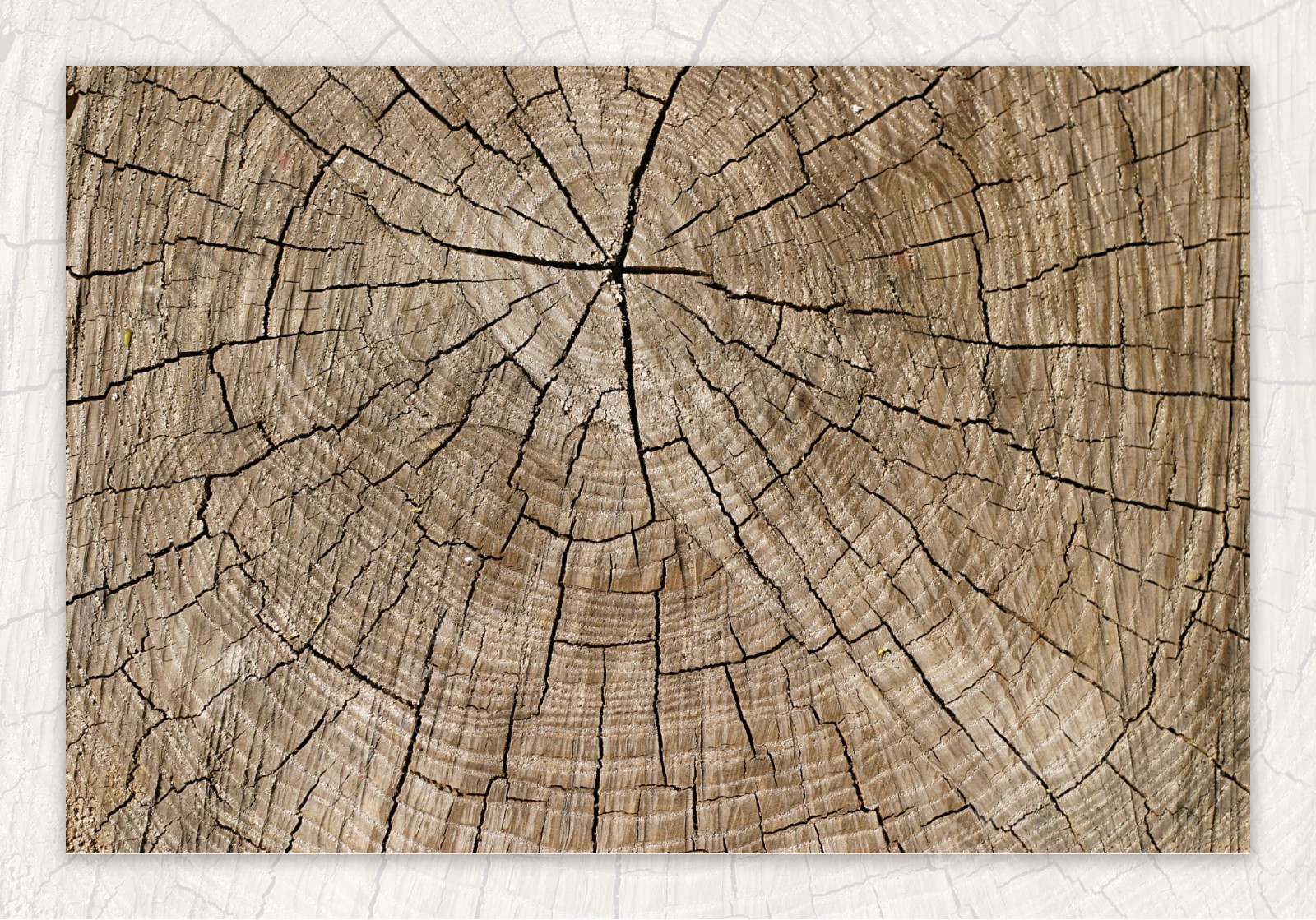 圆形木头裂纹图片