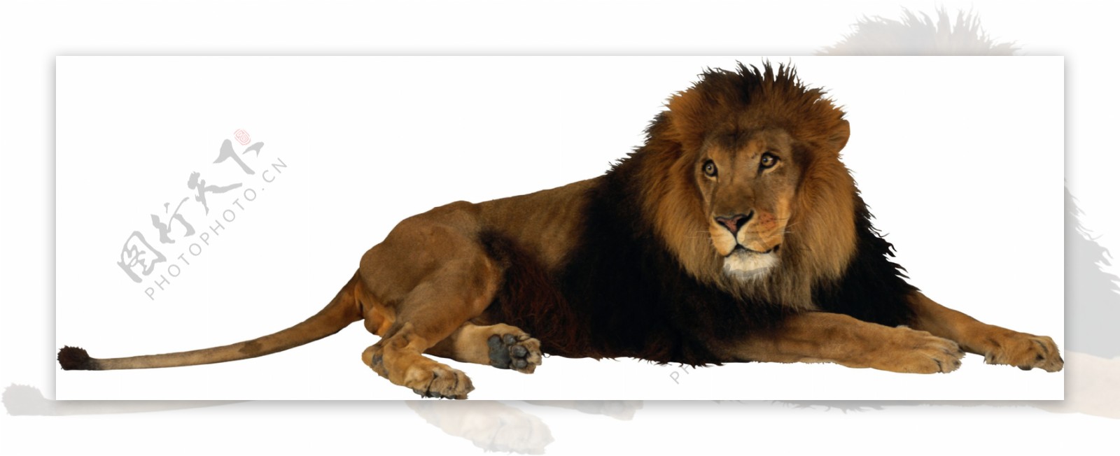 趴着休息的狮子免抠png透明图层素材