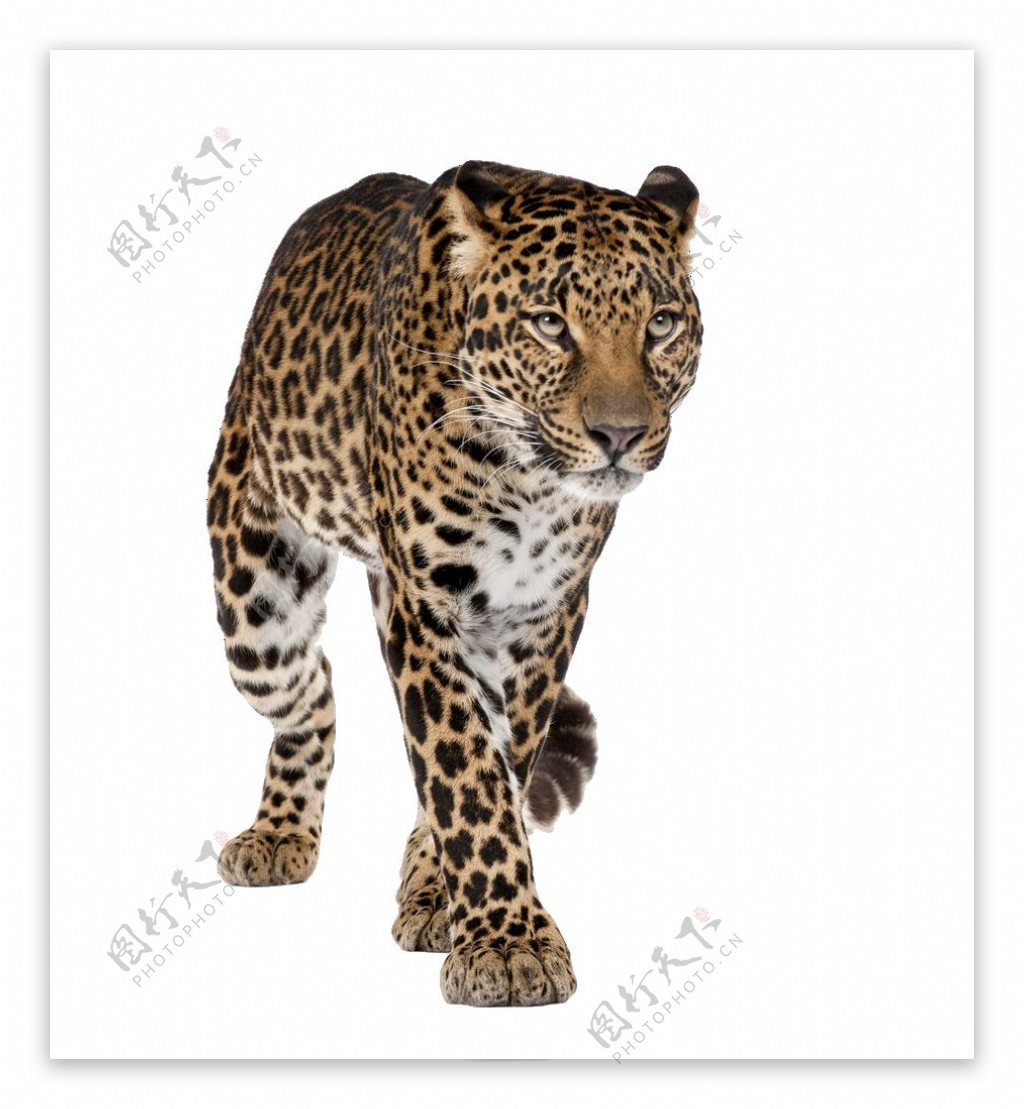 在走路的美洲豹免抠png透明图层素材