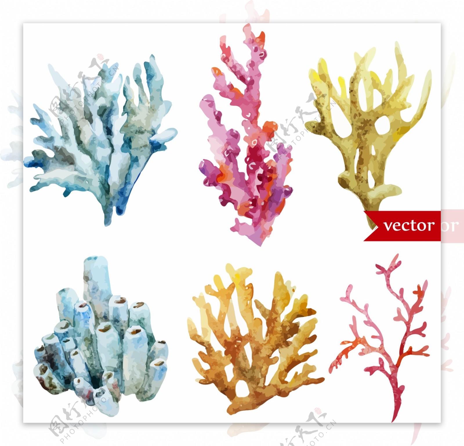 手绘美丽的珊瑚插画