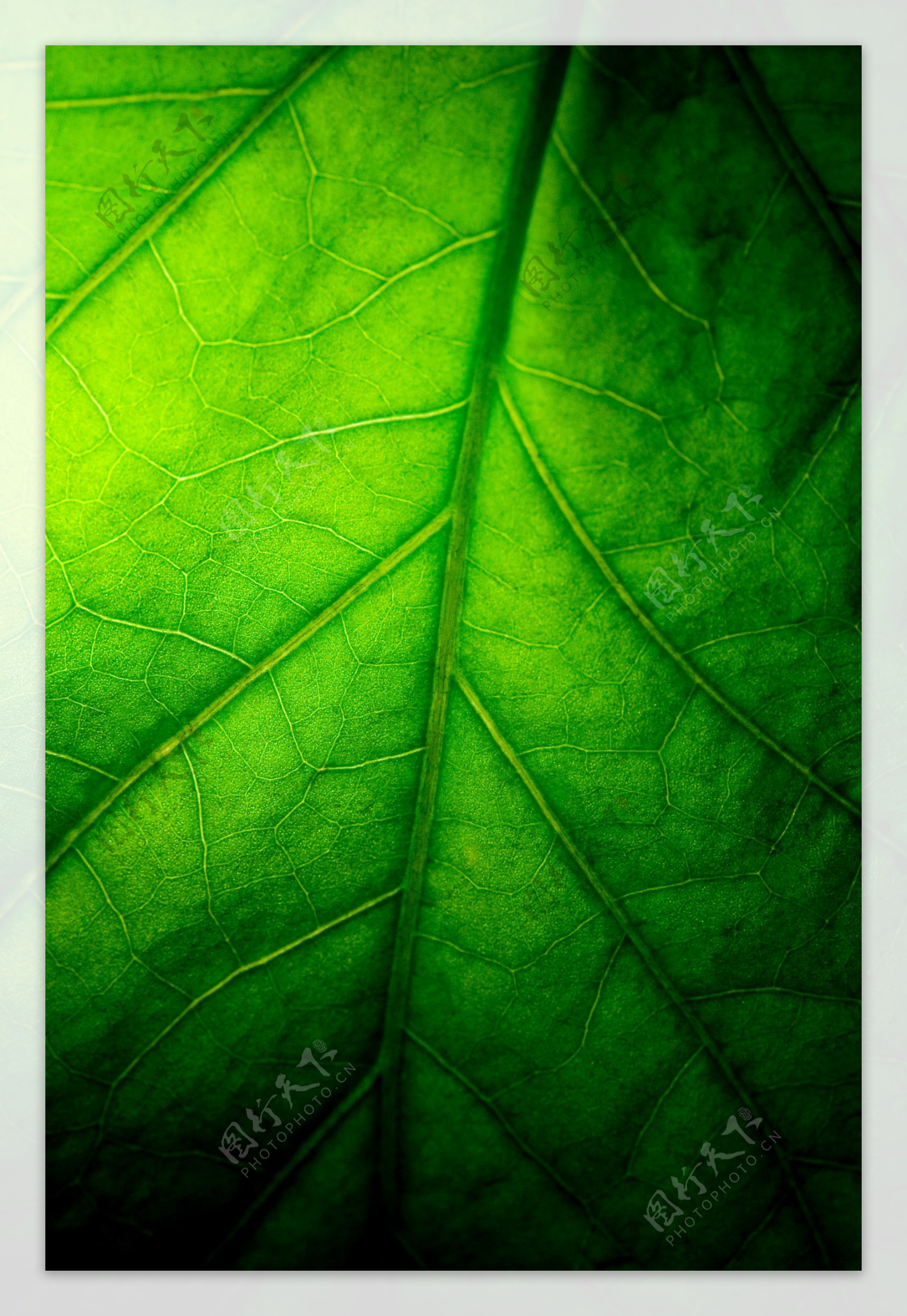 绿色叶脉背景图片
