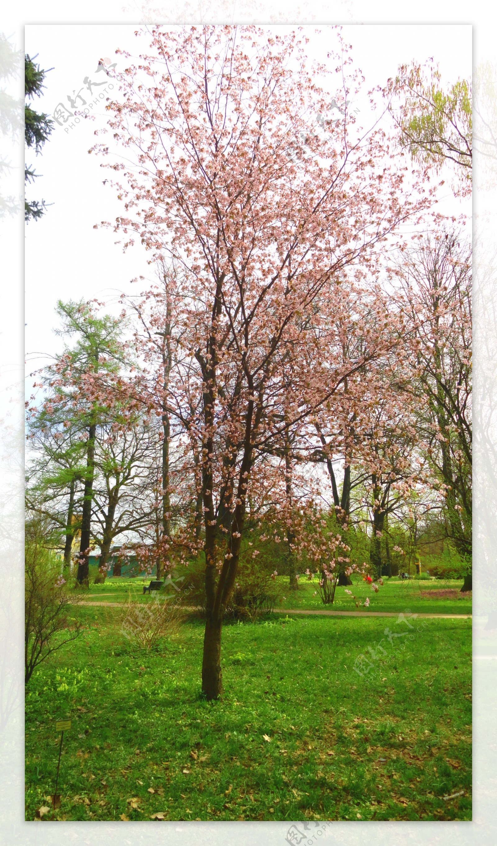 公园里的美丽桃花图片
