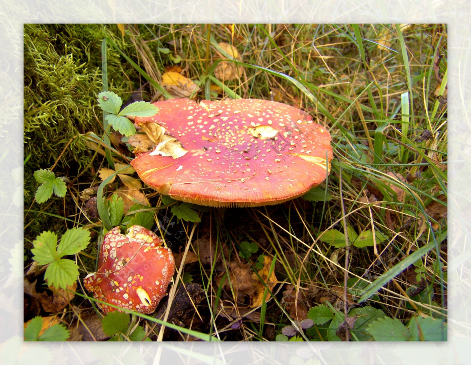 森林里的红蘑菇图片