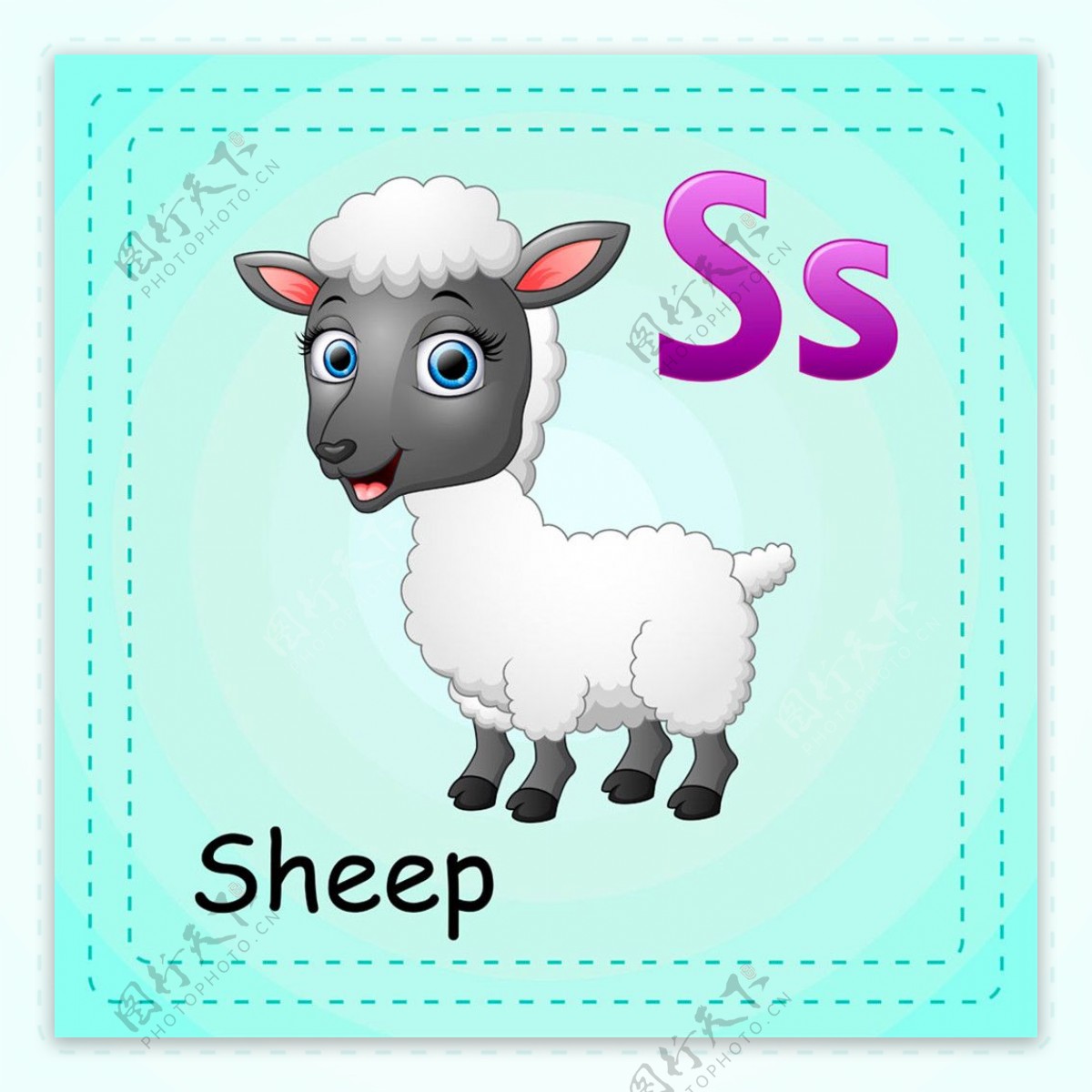 绵羊英词单词图片