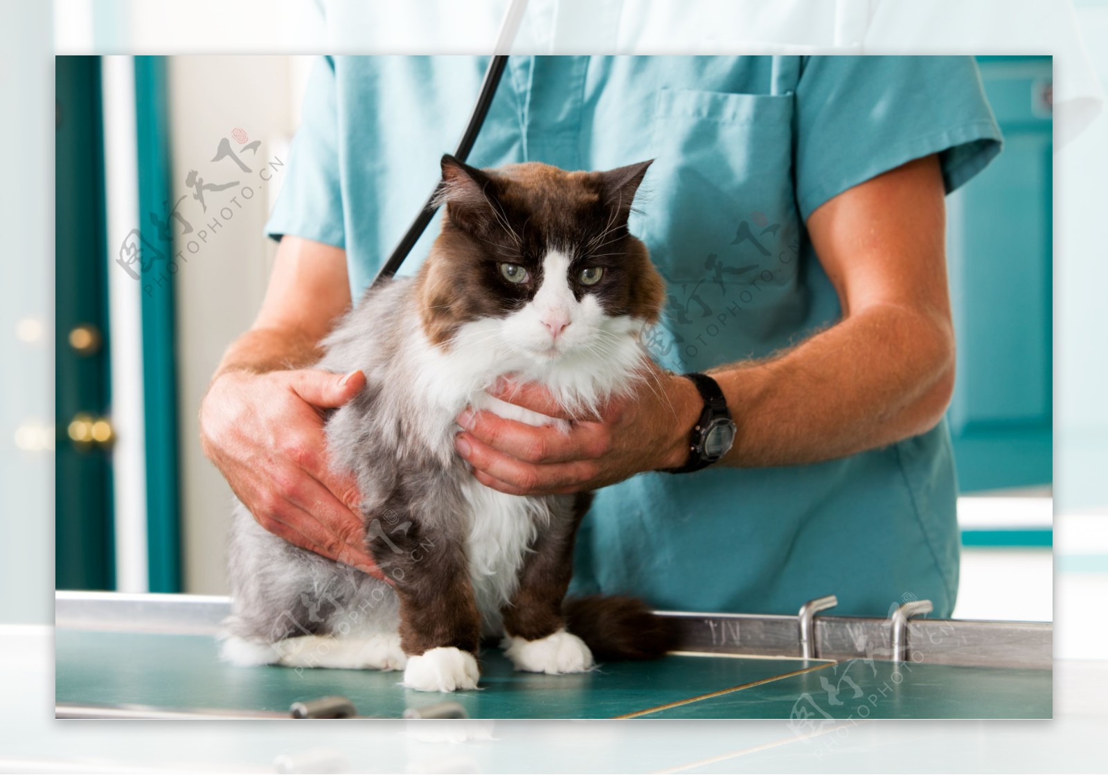 给猫看病的医生图片