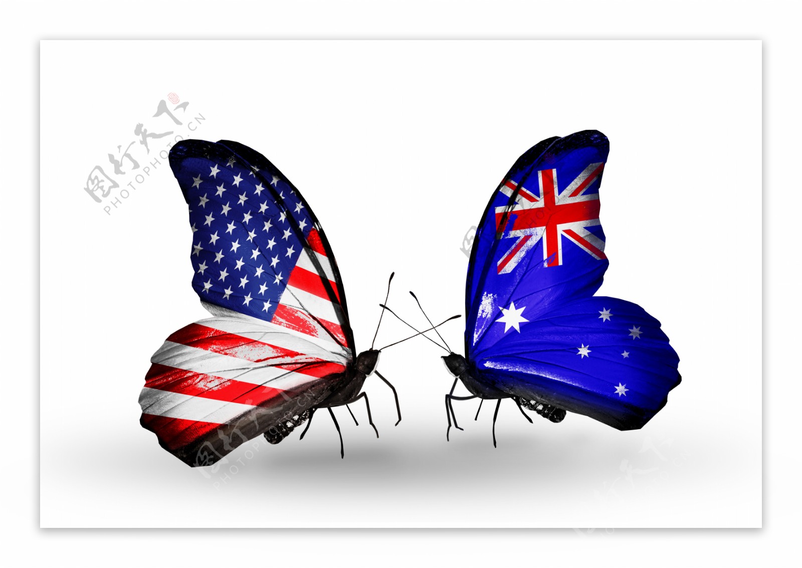美国澳大利亚国旗蝴蝶图片