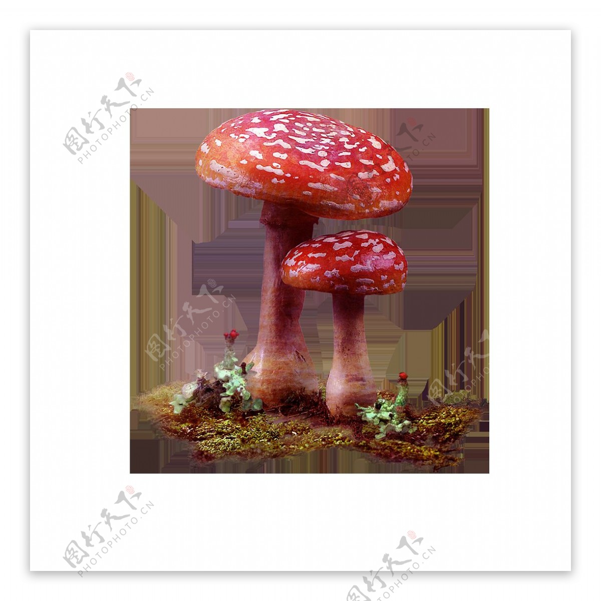 彩色蘑菇元素