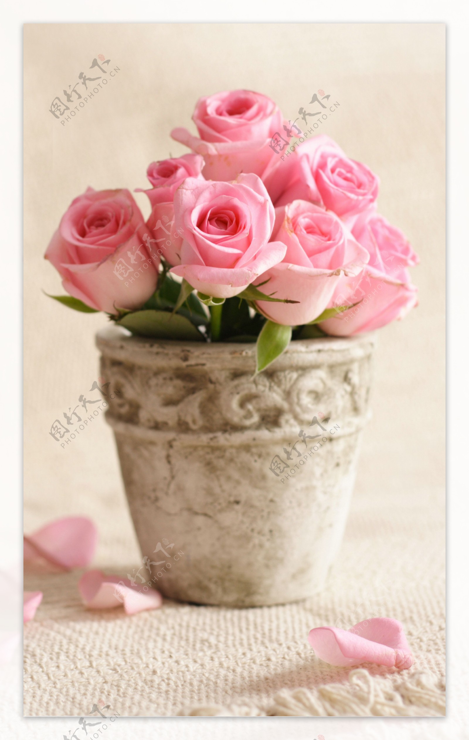 玫瑰花与花盆图片