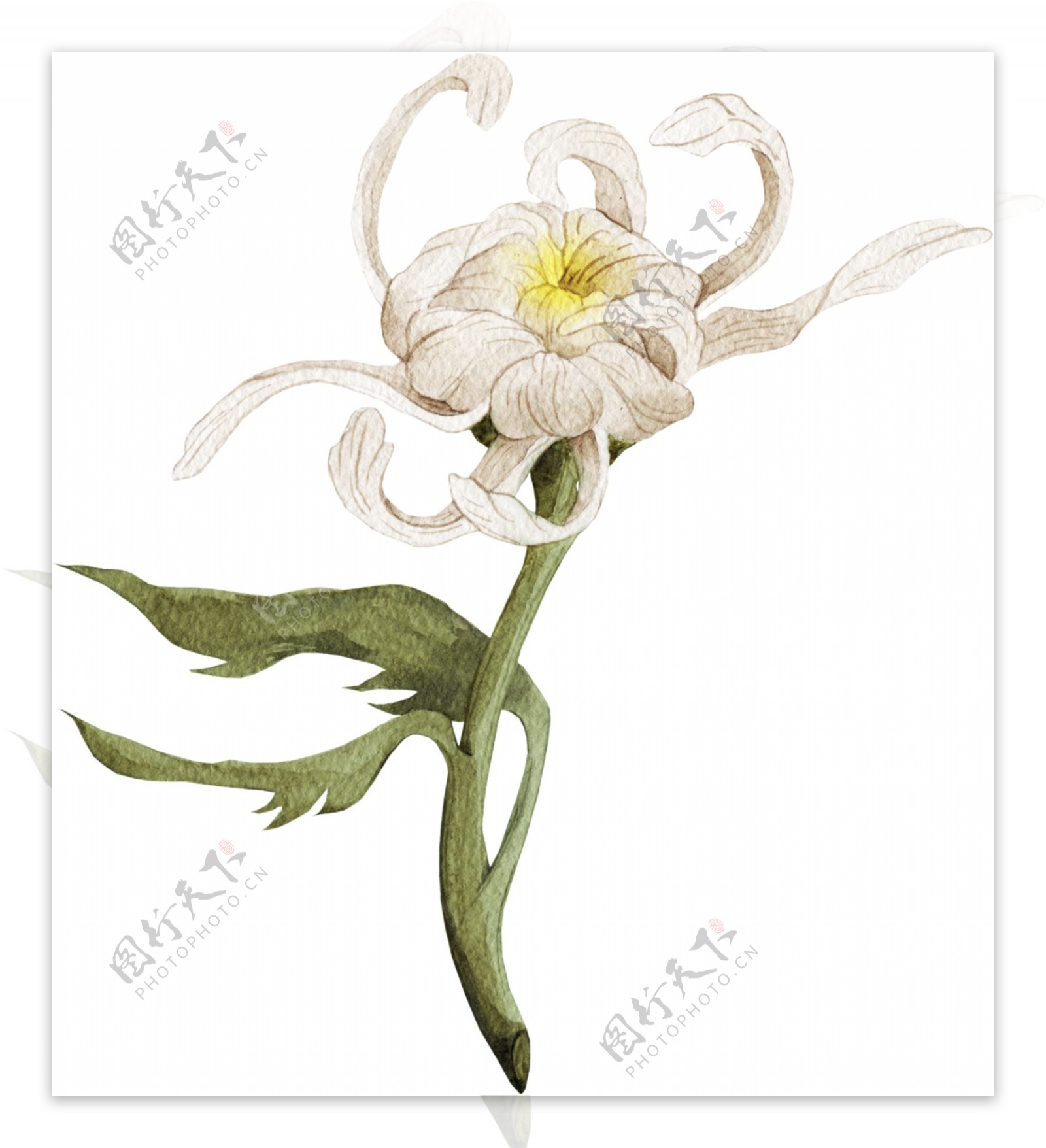 一支白色花朵图片素材