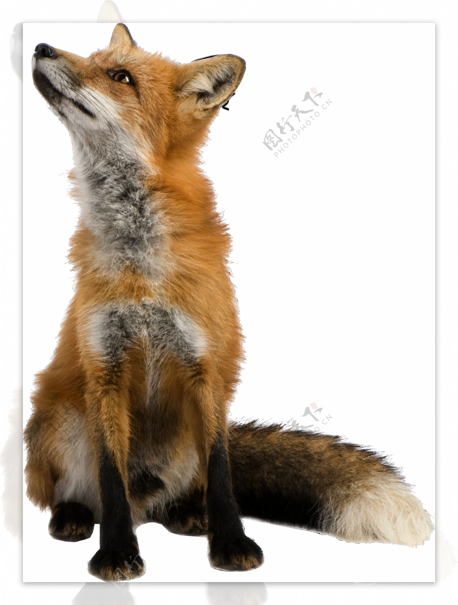 抬头坐立的狐狸免抠png透明图层素材